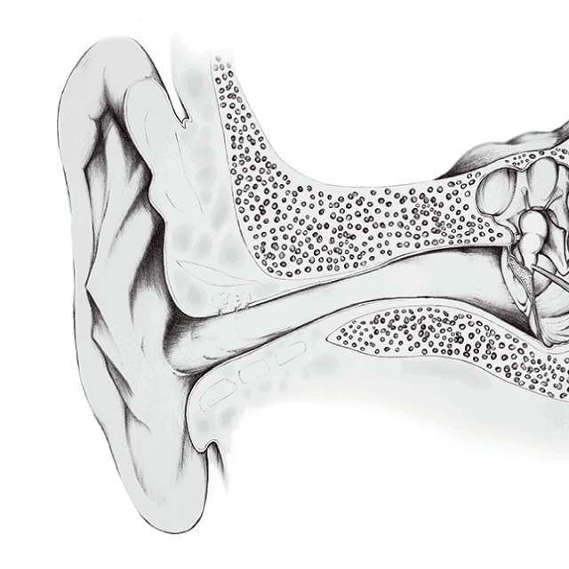 Ilustración del oido