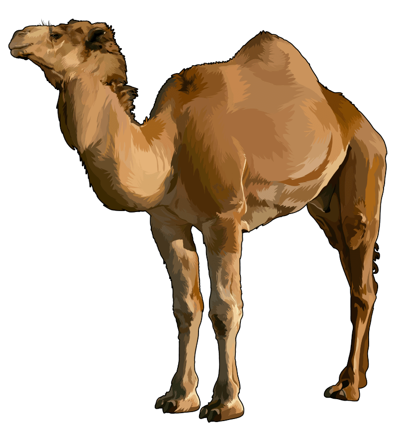 Ilustración de TSP fauna terrestre camello