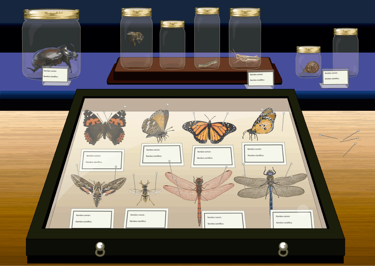 Ilustración de TSP colección de insectos