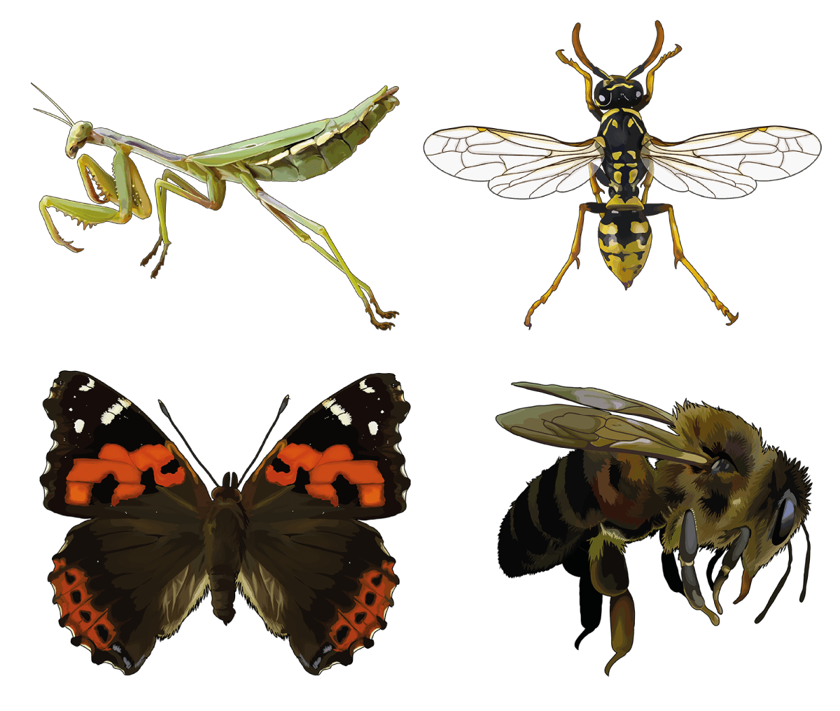 Ilustración de TSP fauna invertebrada variada