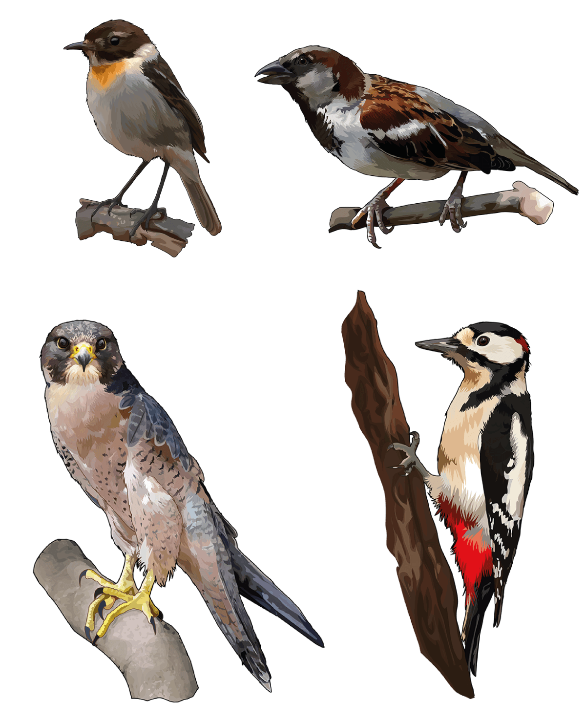 Ilustración de TSP avifauna variada