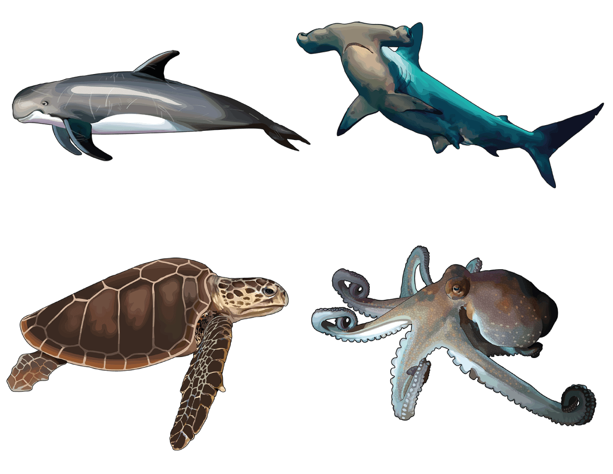 Ilustración de TSP fauna marina variada