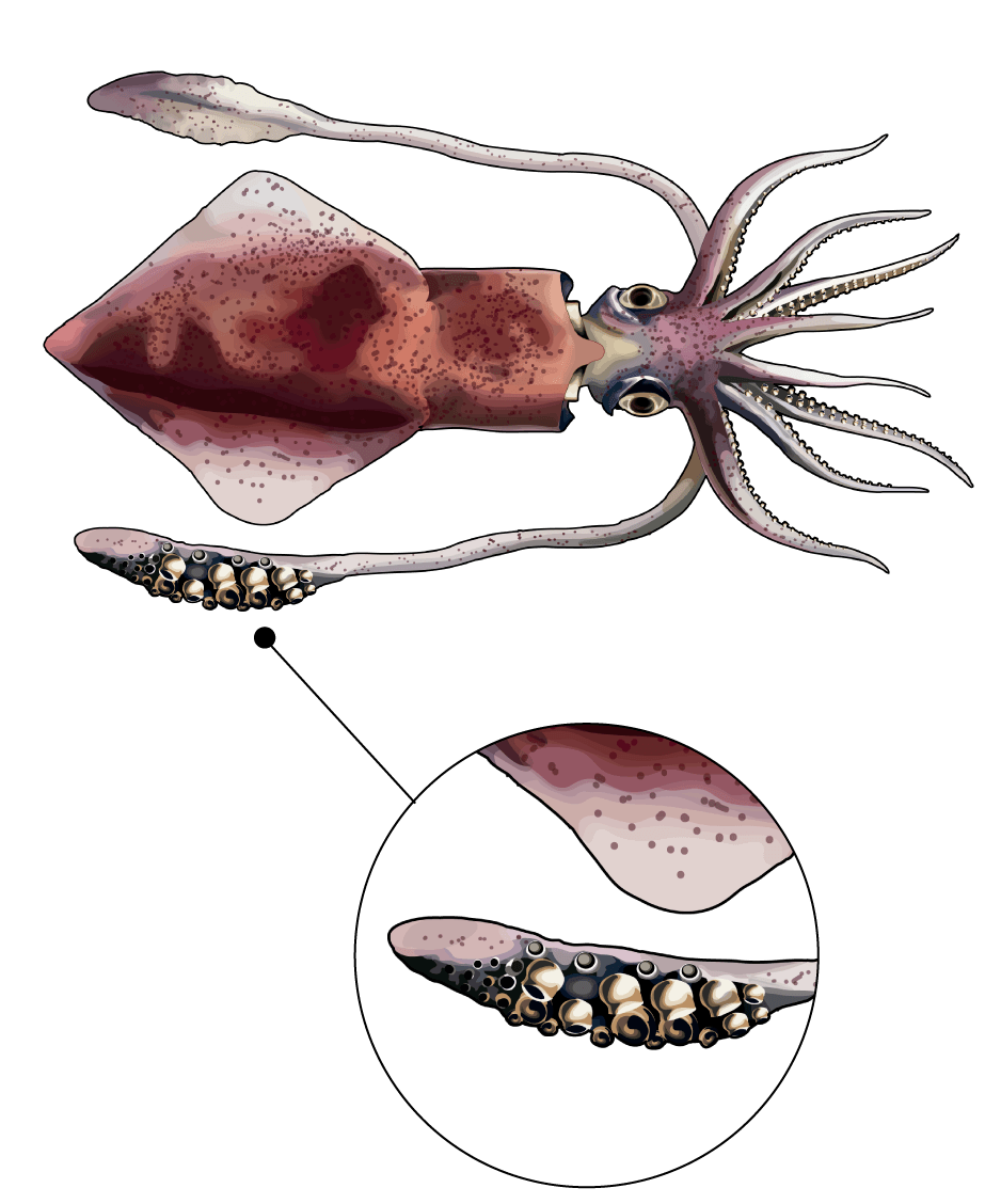 Ilustración de TSP fauna marina calamar